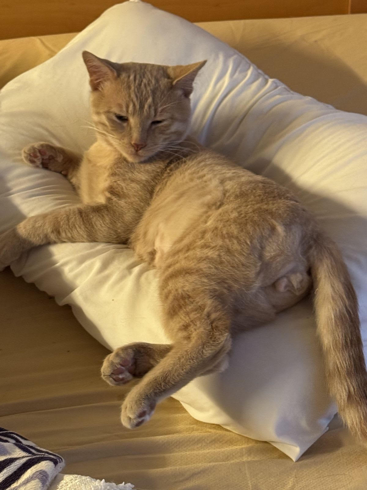 Leo, a Adoptable Tabby image 4/4