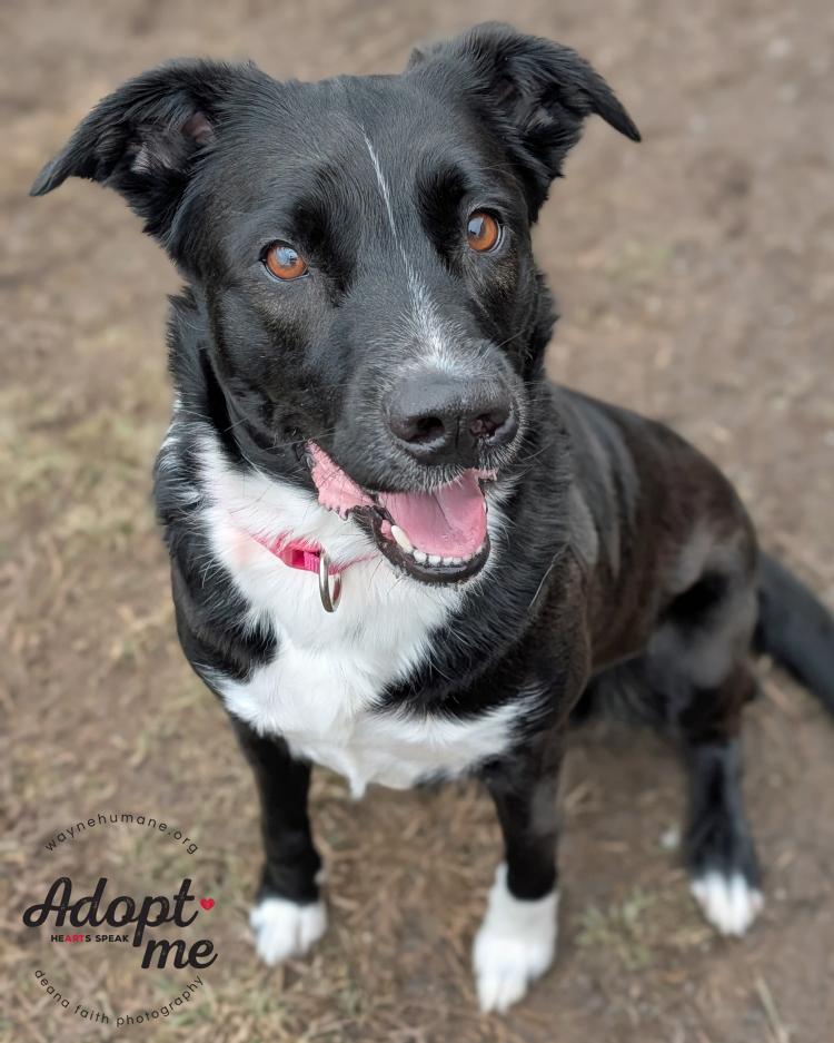 Enlarge Rosie, a ADOPTABLE mixed breed in Lyons, NY image 3/3