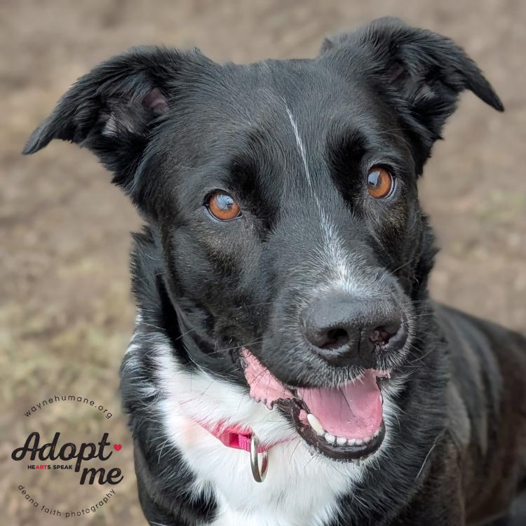 Rosie, ADOPTABLE, Adult Female Australian Shepherd & Border Collie.