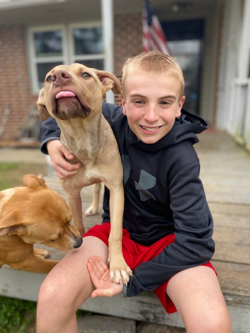 LILLY, Adopted, Young Female American Staffordshire Terrier & Pit Bull Terrier.