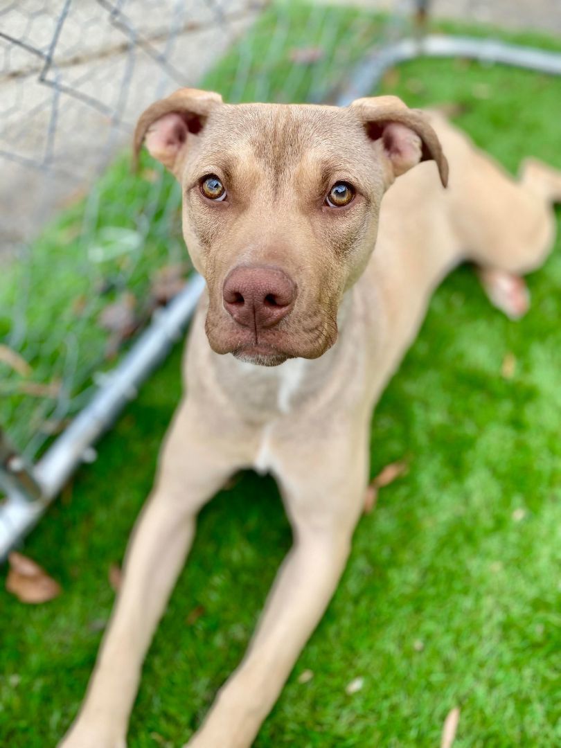 Enlarge LILLY, a Adopted mixed breed in Seattle, WA image 2/5