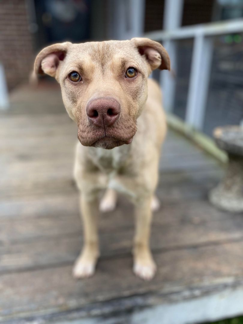 Enlarge LILLY, a Adopted mixed breed in Seattle, WA image 3/5