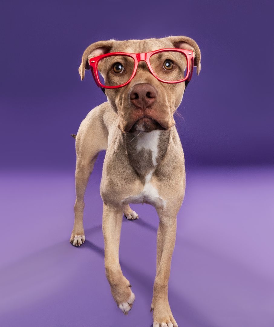 LILLY, Adopted, Young Female American Staffordshire Terrier & Pit Bull Terrier.