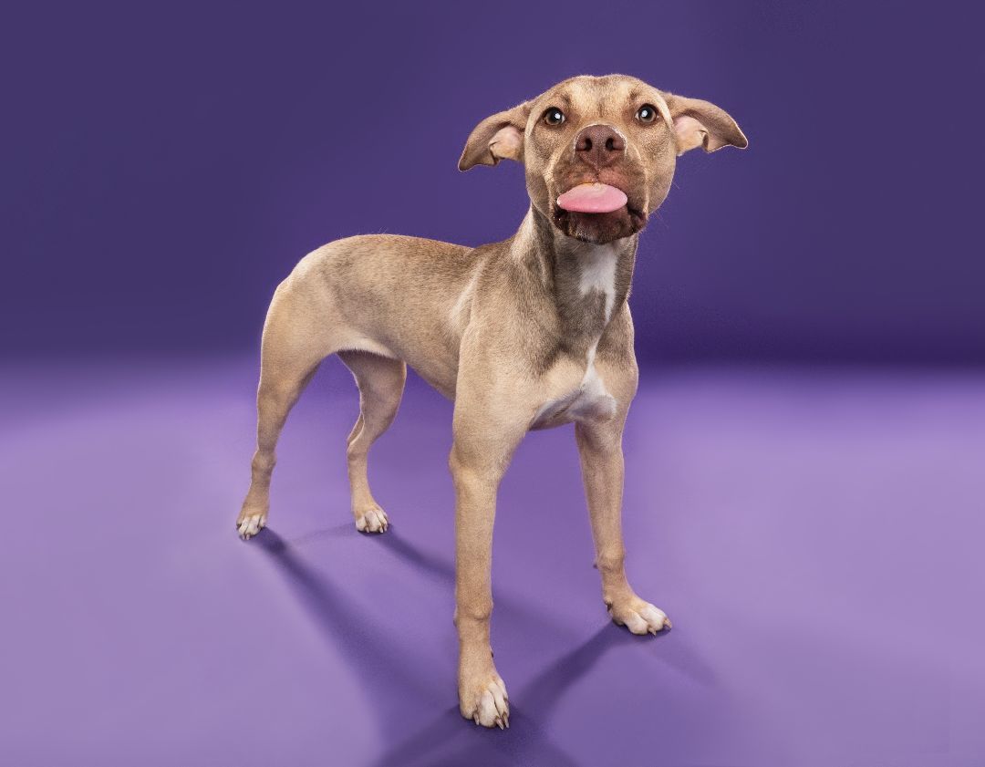 Enlarge LILLY, a Adopted mixed breed in Seattle, WA image 5/5