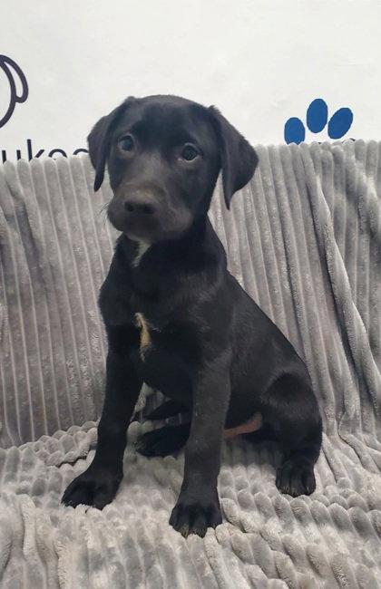 Chestnut (7106), Adopted, Puppy Male Labrador Retriever.