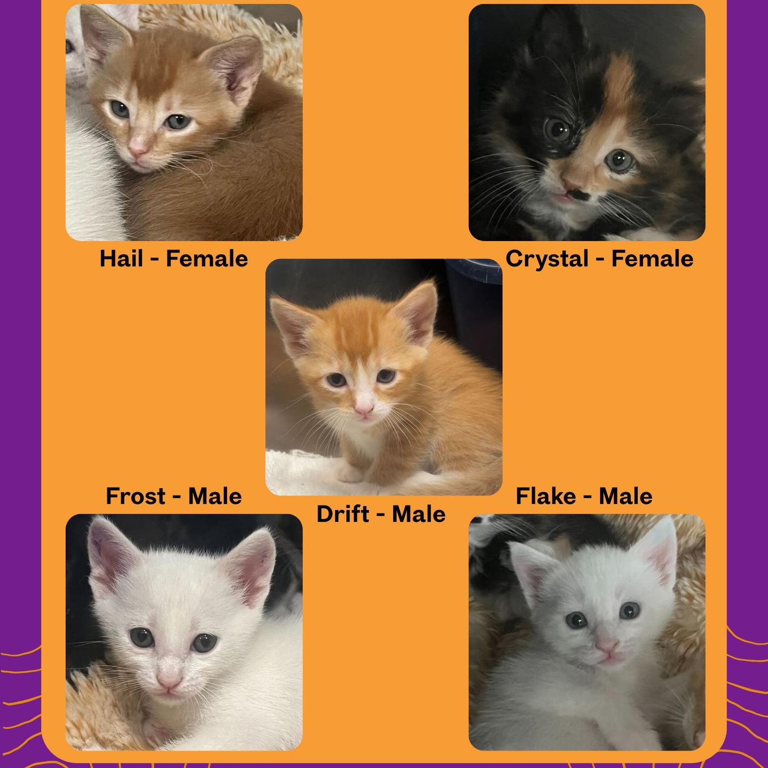 The Winter Litter (3 Males & 2 Females)
