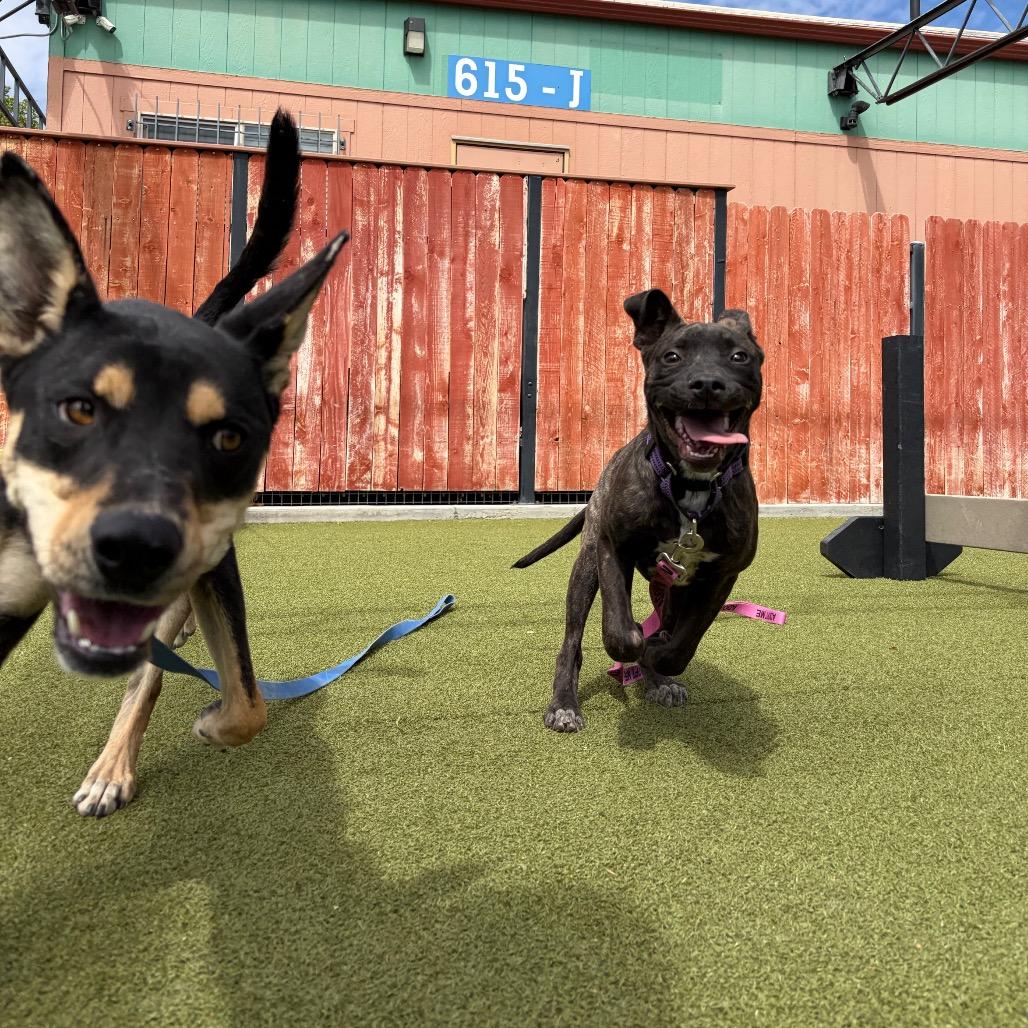 Heaven, Adoptable, Young Female Doberman Pinscher & Australian Kelpie.