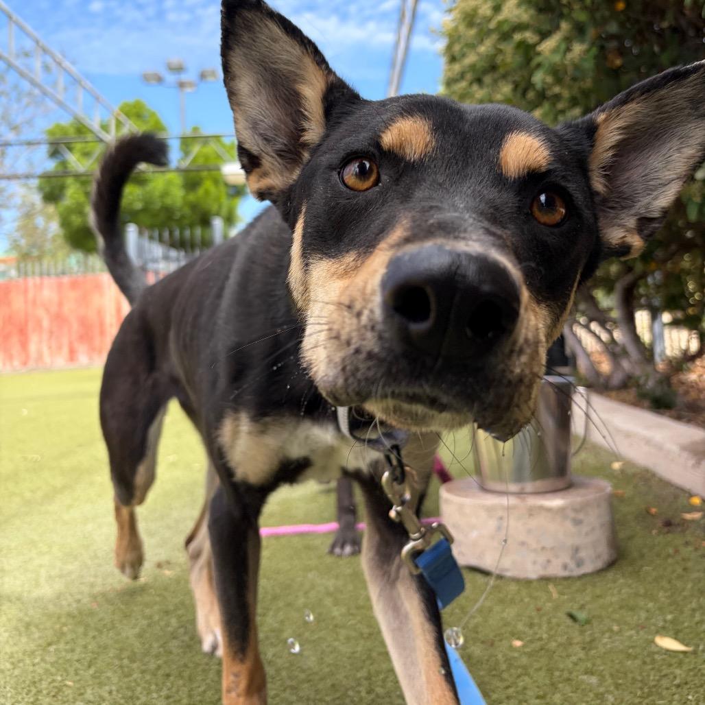 Enlarge Heaven, a Adoptable mixed breed in Albuquerque, NM image 2/6