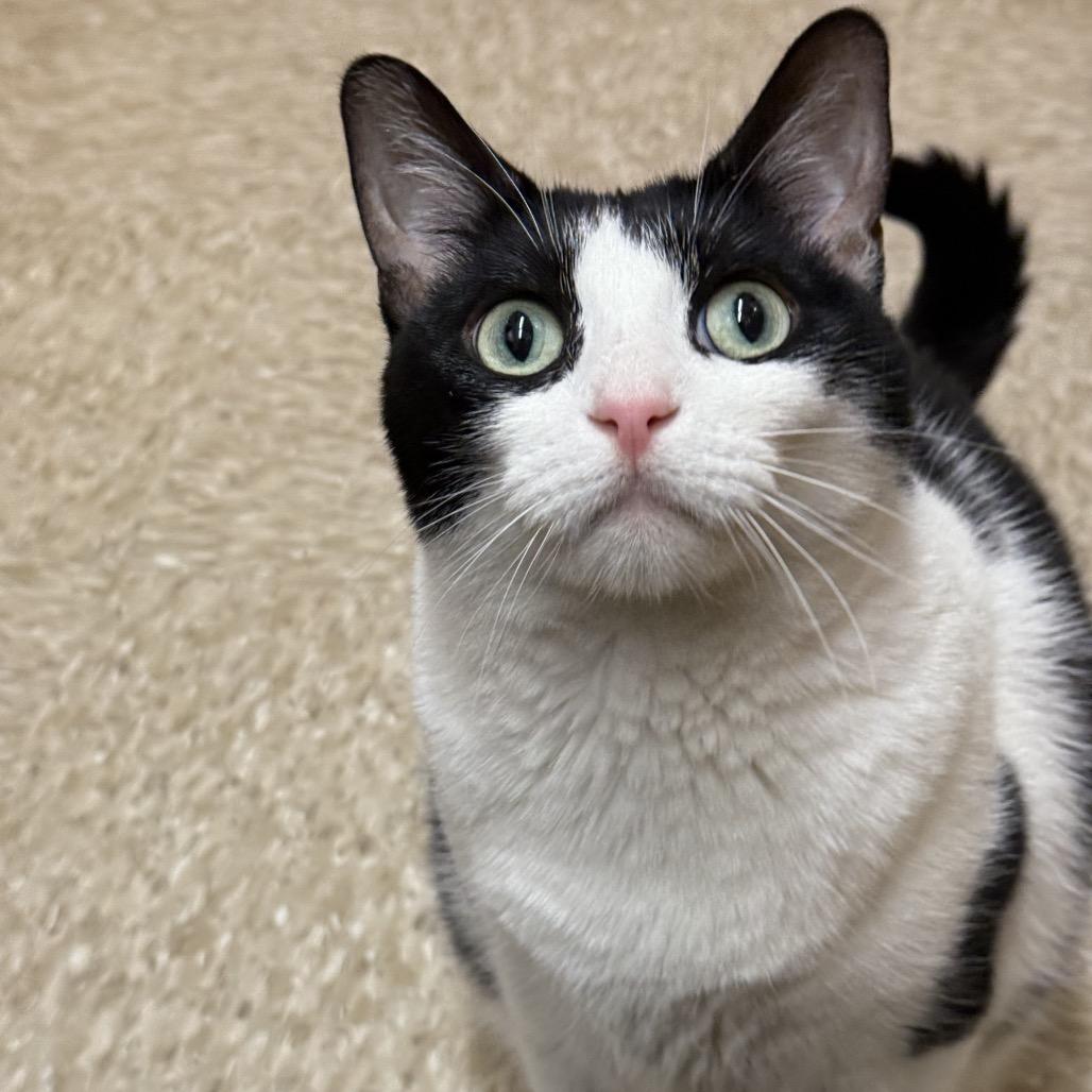 Morgan, Adoptable, Adult Female American Shorthair.