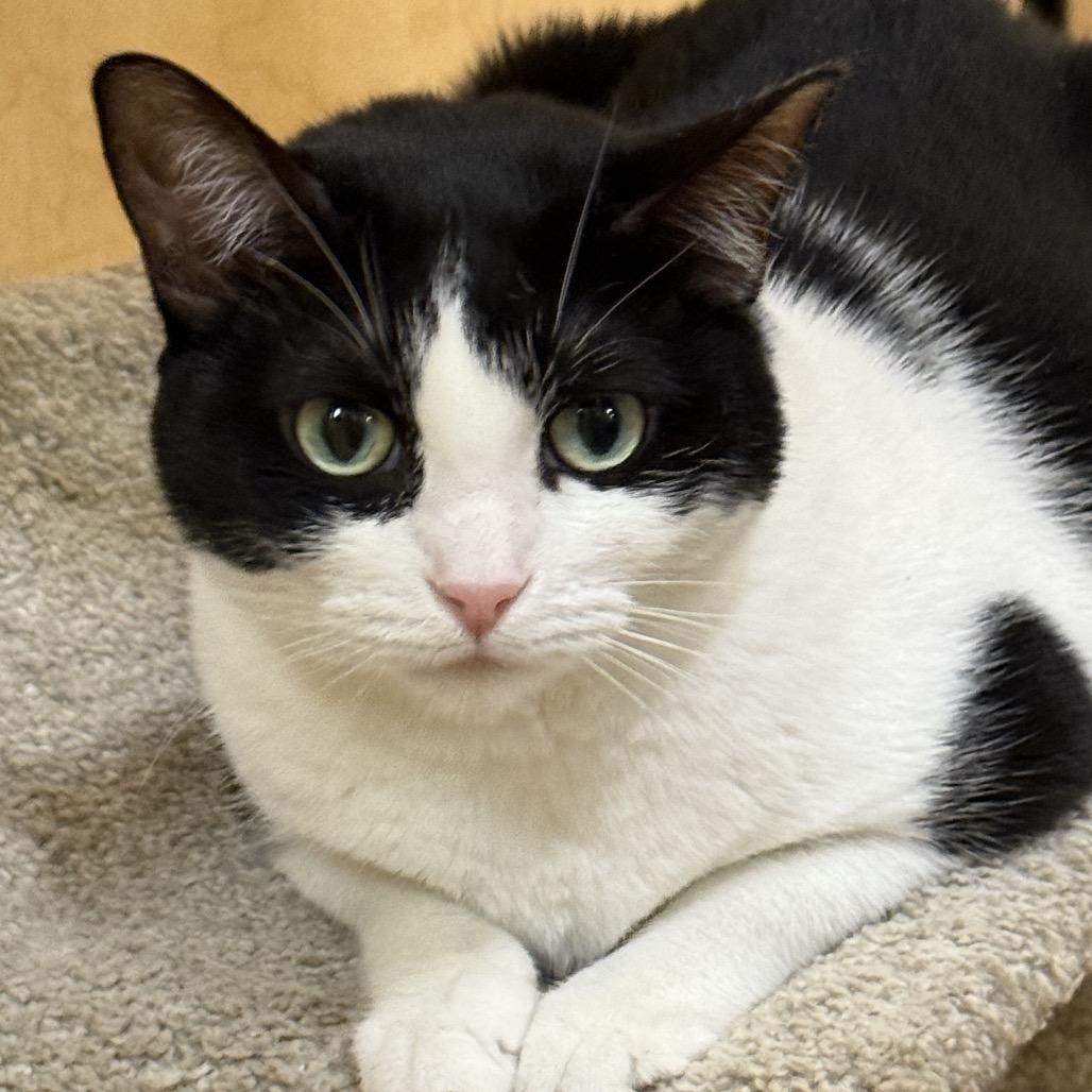 Enlarge Morgan, a Adoptable American Shorthair in Houston, TX image 2/5