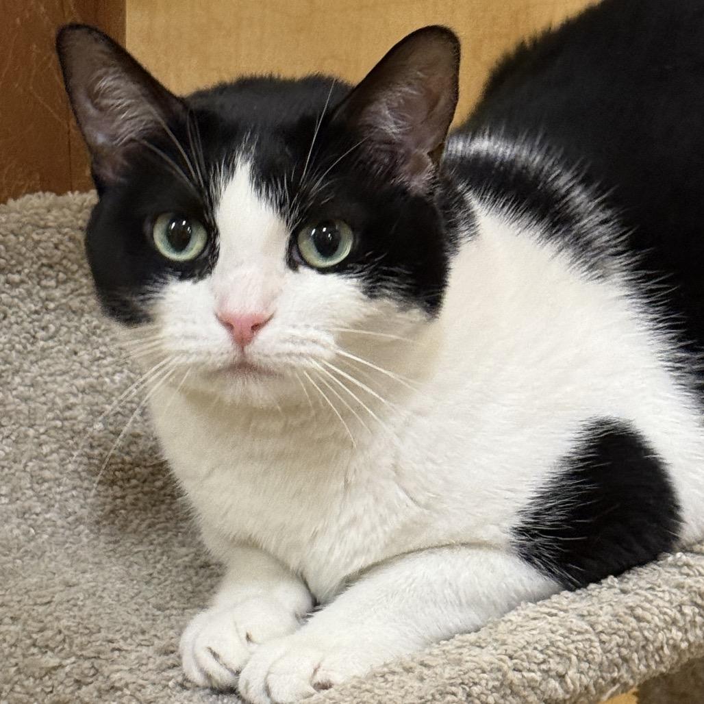 Enlarge Morgan, a Adoptable American Shorthair in Houston, TX image 3/5