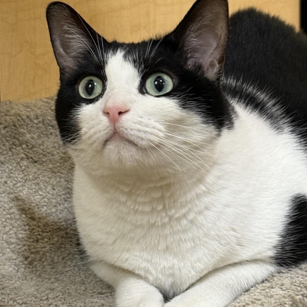 Enlarge Morgan, a Adoptable American Shorthair in Houston, TX image 4/5