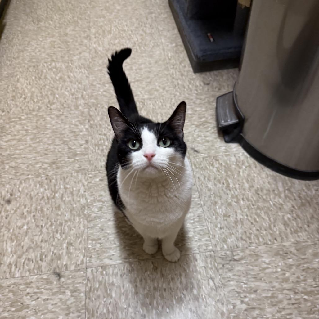 Enlarge Morgan, a Adoptable American Shorthair in Houston, TX image 5/5