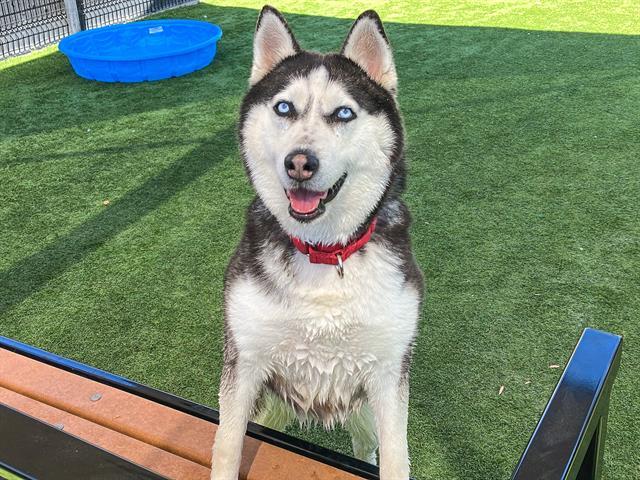 Enlarge NALA, a Adoptable Siberian Husky in Tustin, CA image 1/1