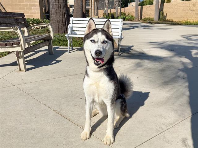 Enlarge NALA, a Adoptable Siberian Husky in Tustin, CA image 1/1
