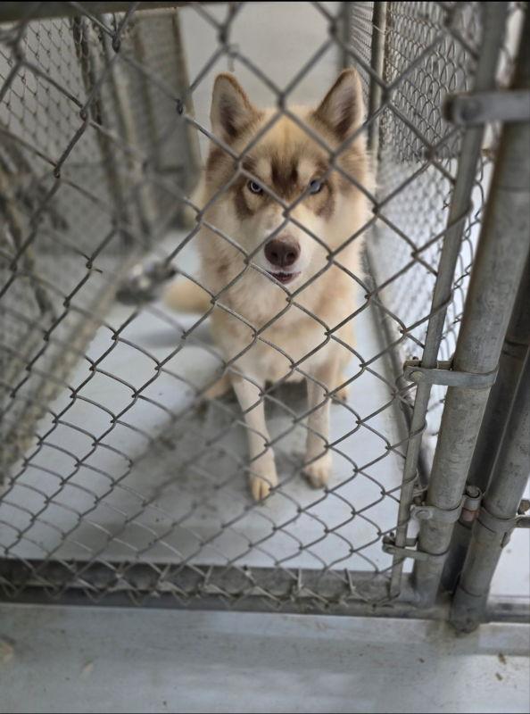 Red, Adopted, Young Male Siberian Husky.