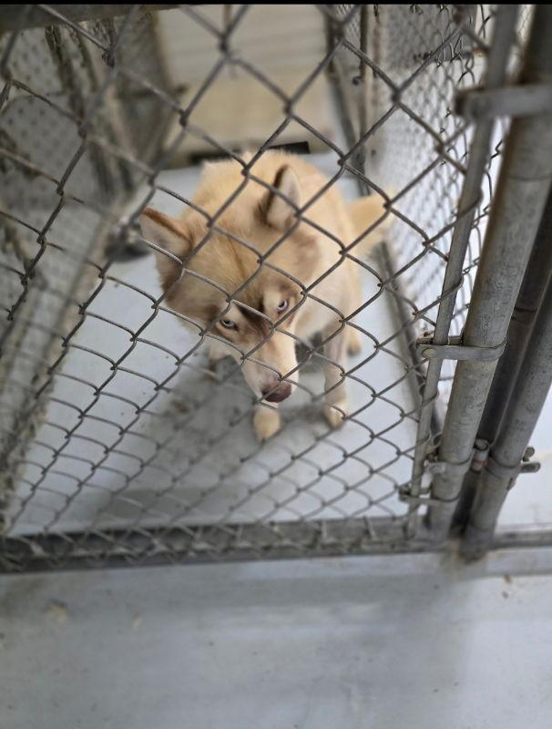 Enlarge Red, a Adopted Siberian Husky in Winston Salem, NC image 2/3