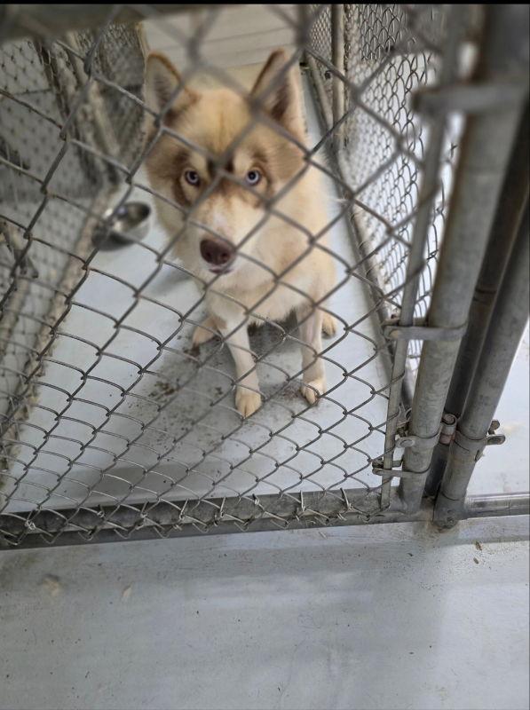 Enlarge Red, a Adopted Siberian Husky in Winston Salem, NC image 3/3