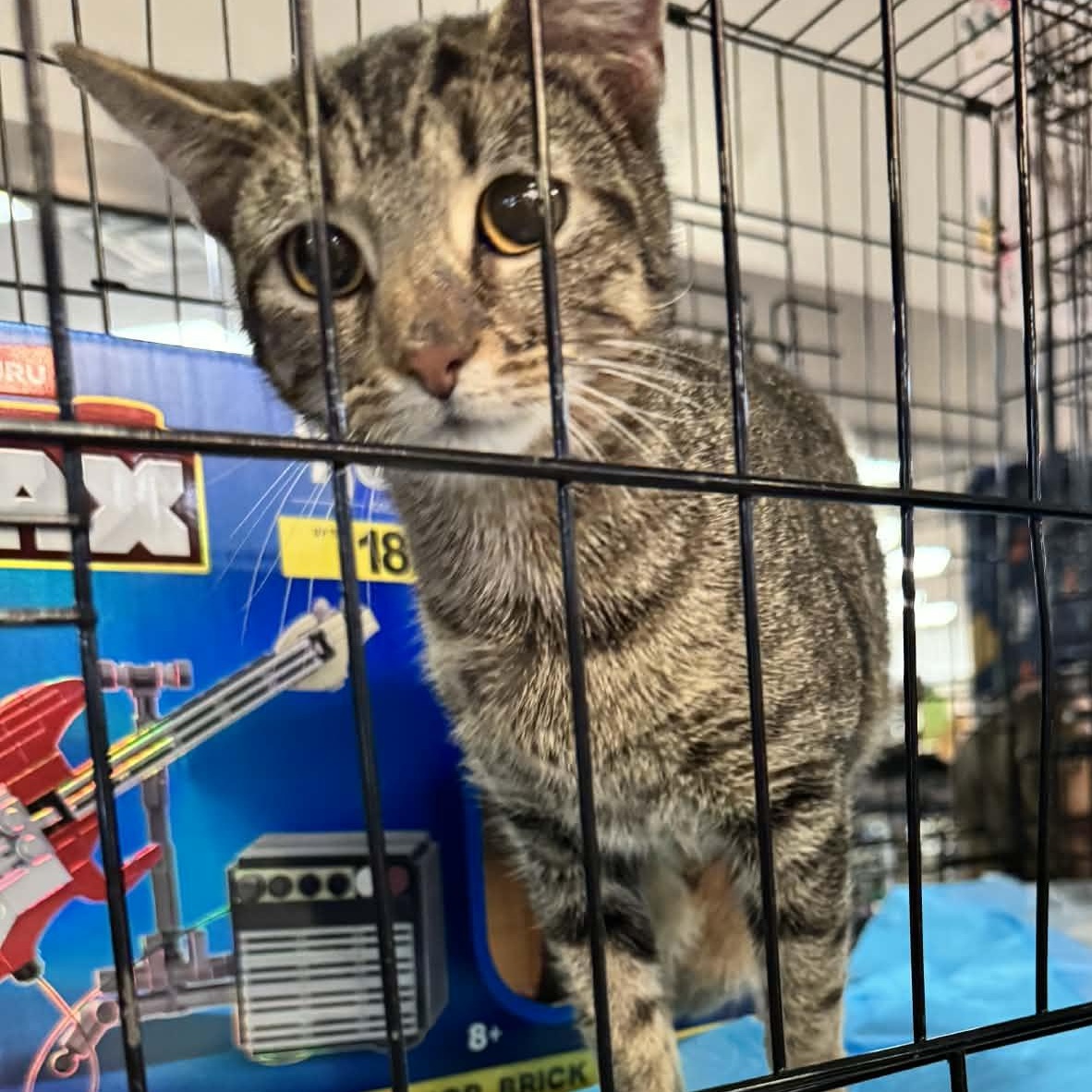 Halle, ADOPTABLE, Young Female Domestic Short Hair.