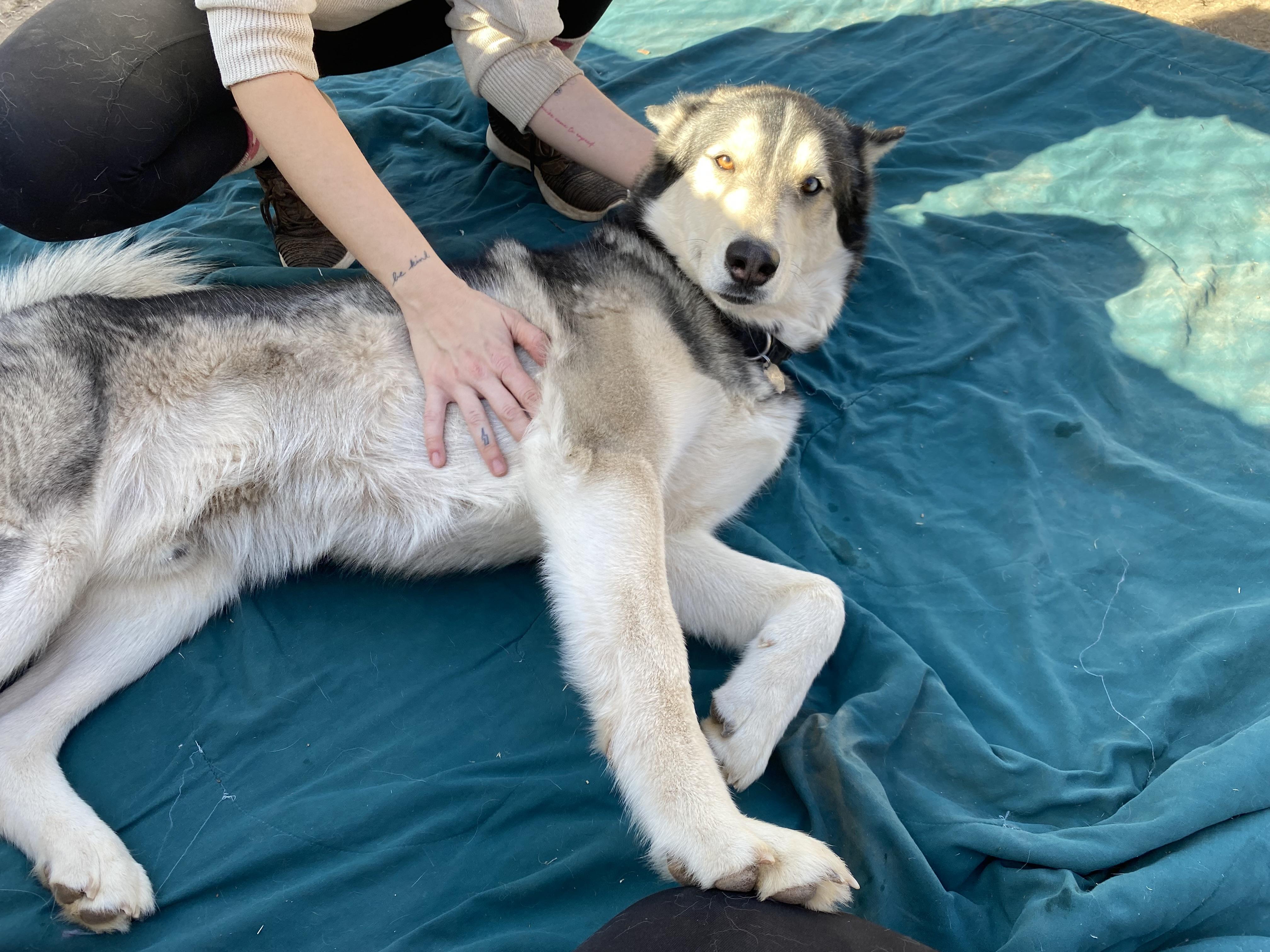 Finn, a Adoptable Husky in Phoenix, AZ image 2/6