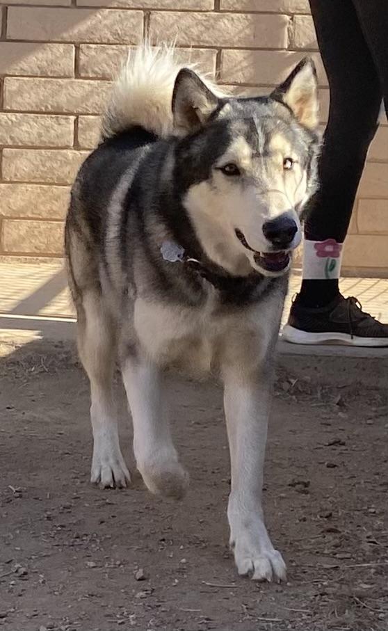Finn, a Adoptable Husky in Phoenix, AZ image 3/6
