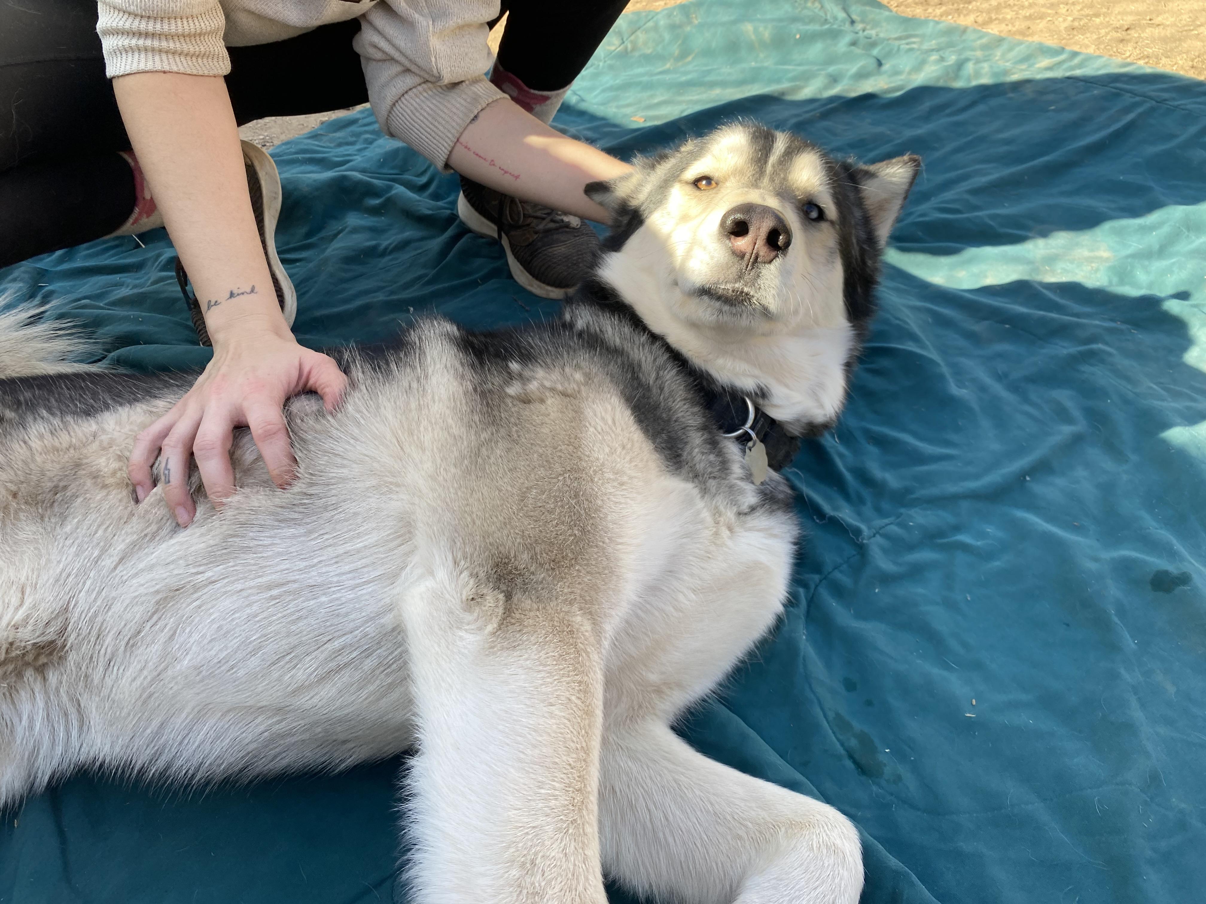 Finn, a Adoptable Husky in Phoenix, AZ image 4/6