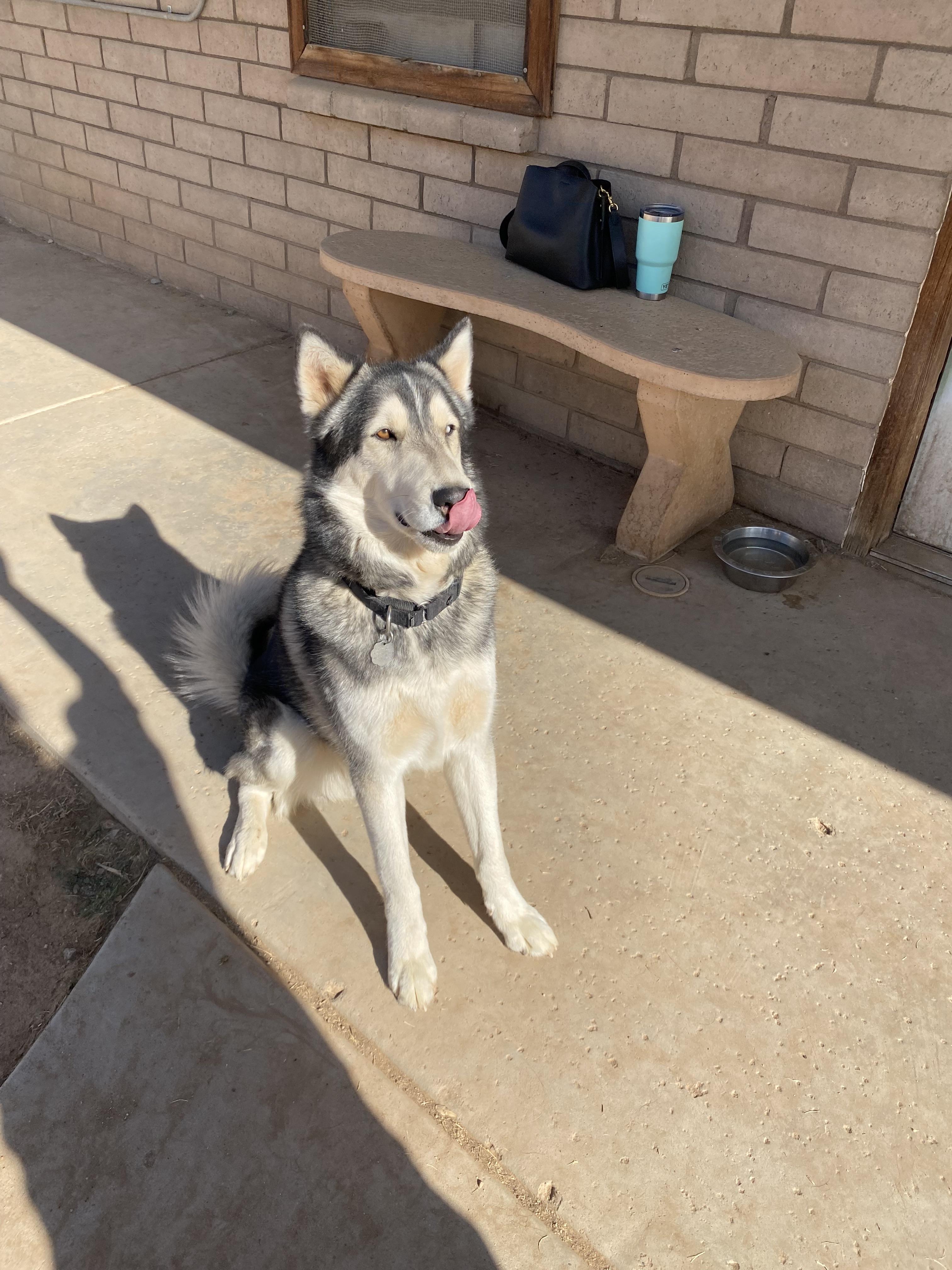 Finn, a Adoptable Husky in Phoenix, AZ image 5/6