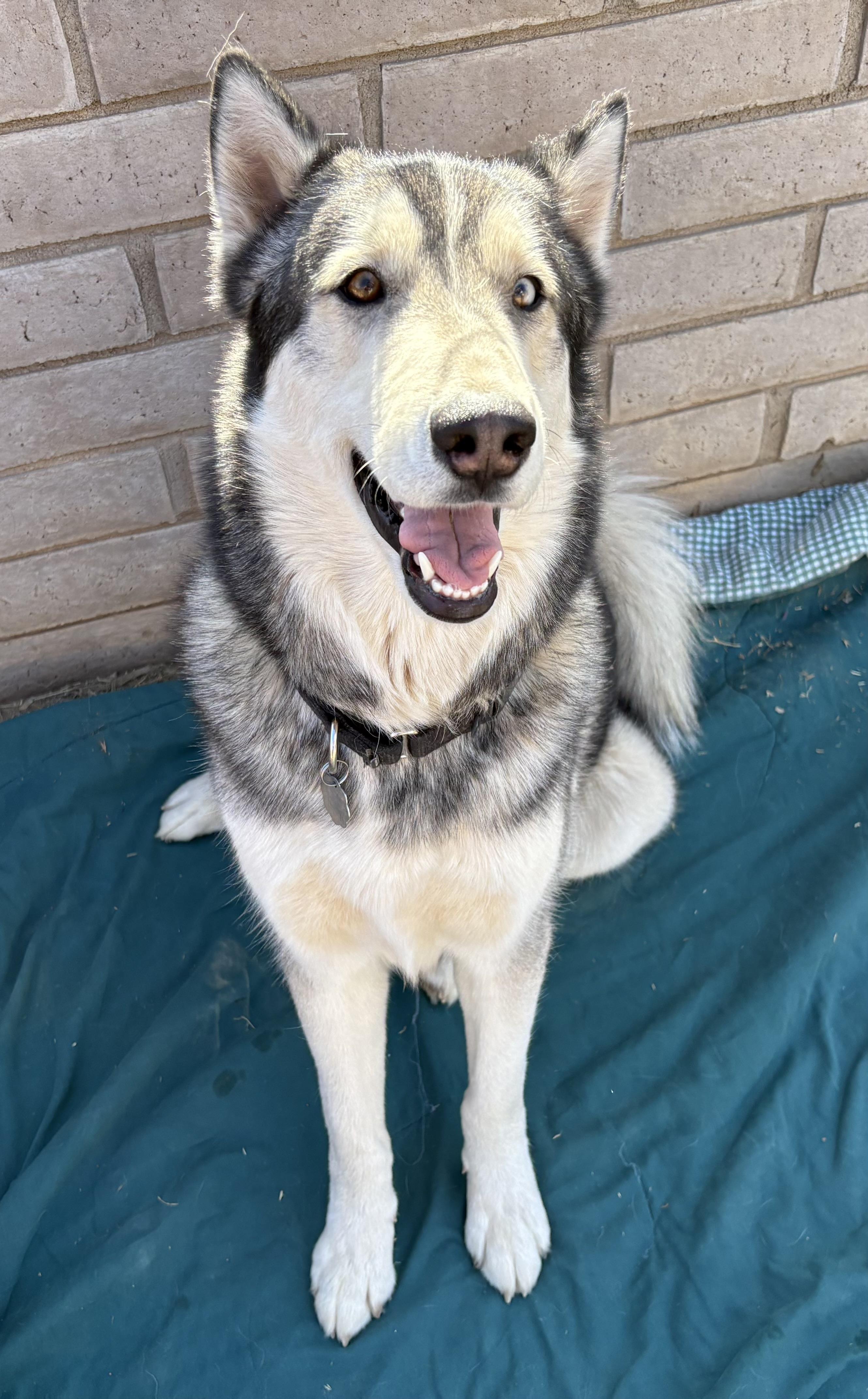 Finn, Adoptable, Young Male Husky.