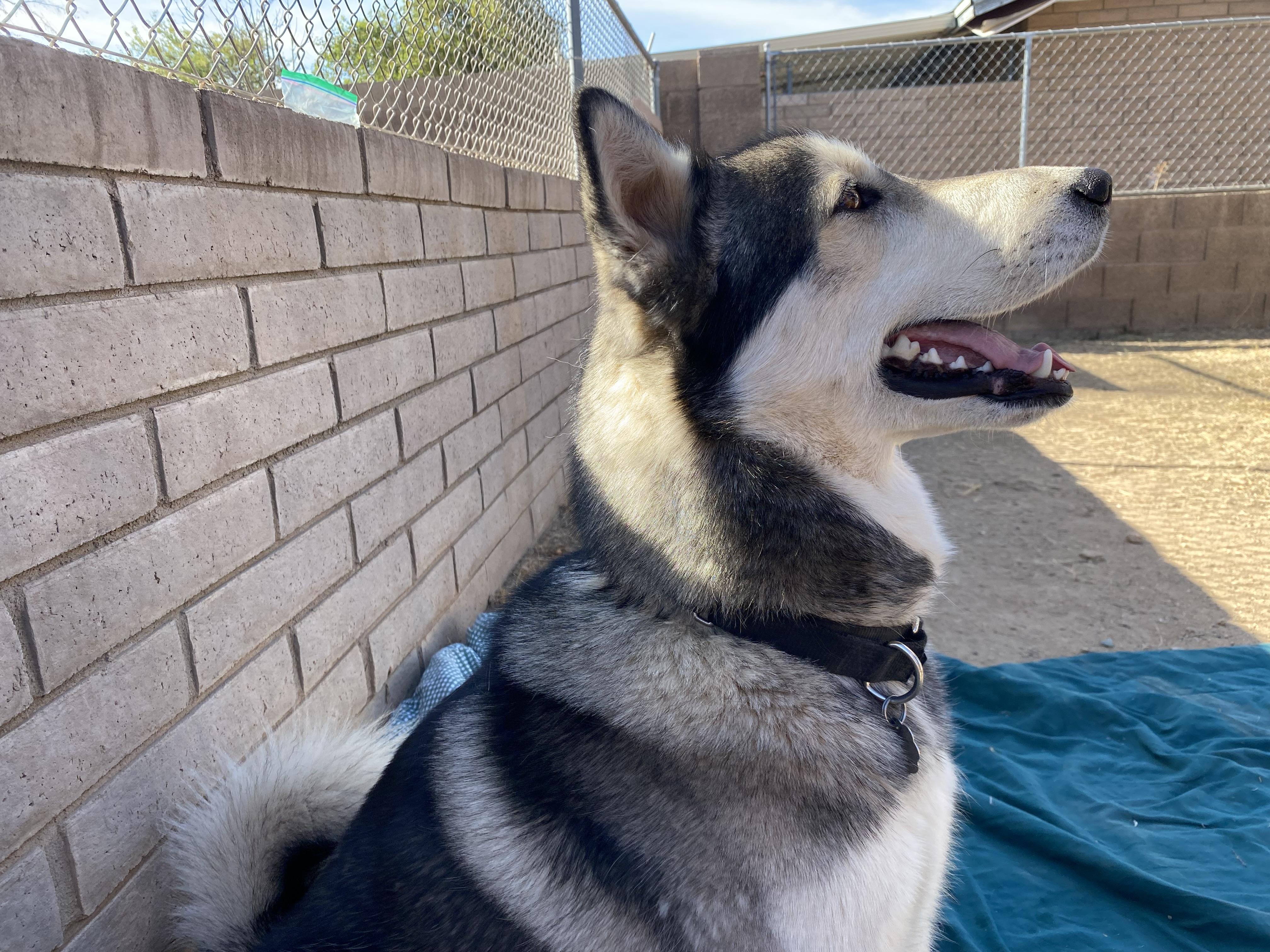 Finn, a Adoptable Husky in Phoenix, AZ image 6/6