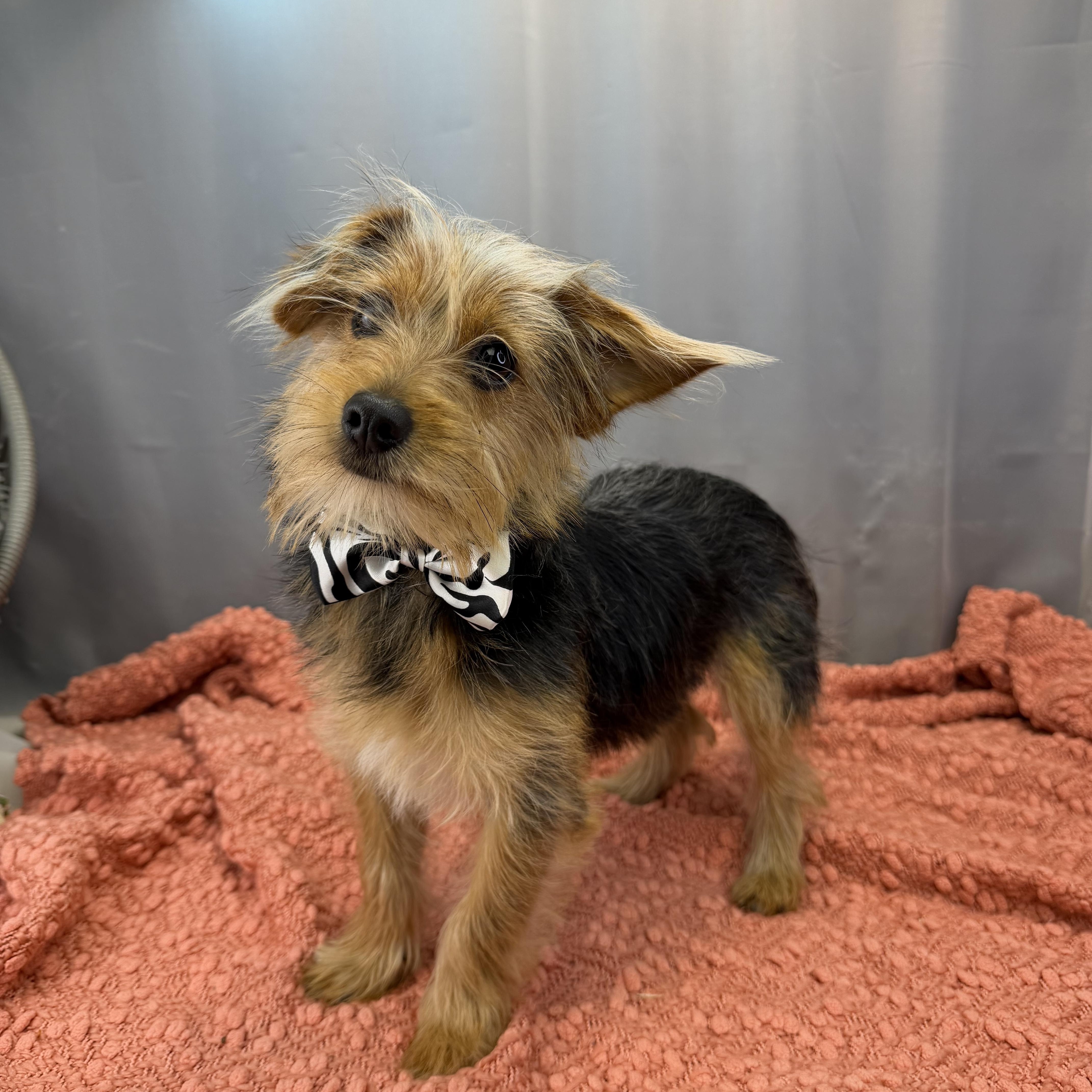 Enlarge Ned, a ADOPTABLE Yorkshire Terrier in Hartford, CT image 2/6