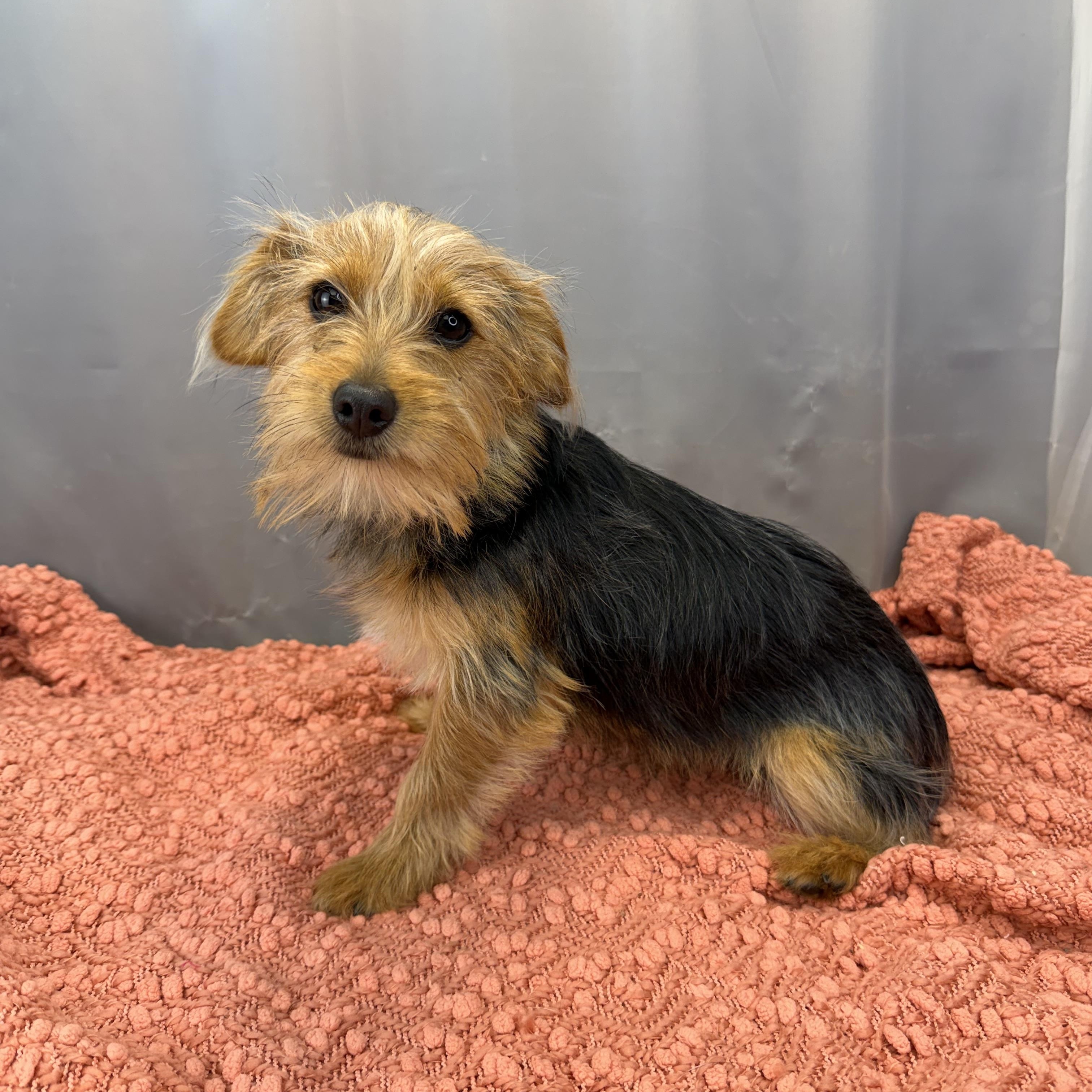 Ned, ADOPTABLE, Young Male Yorkshire Terrier.