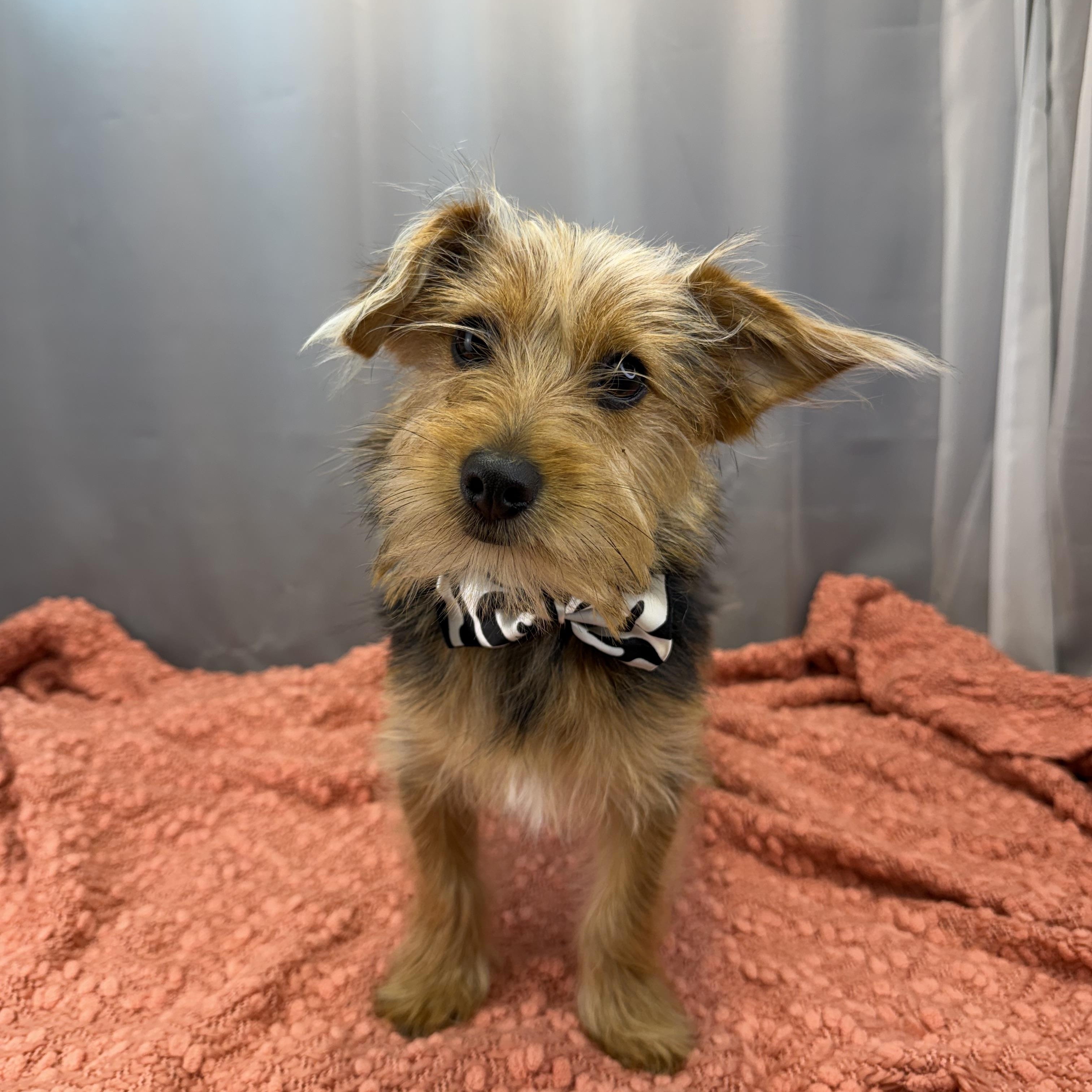 Enlarge Ned, a ADOPTABLE Yorkshire Terrier in Hartford, CT image 5/6