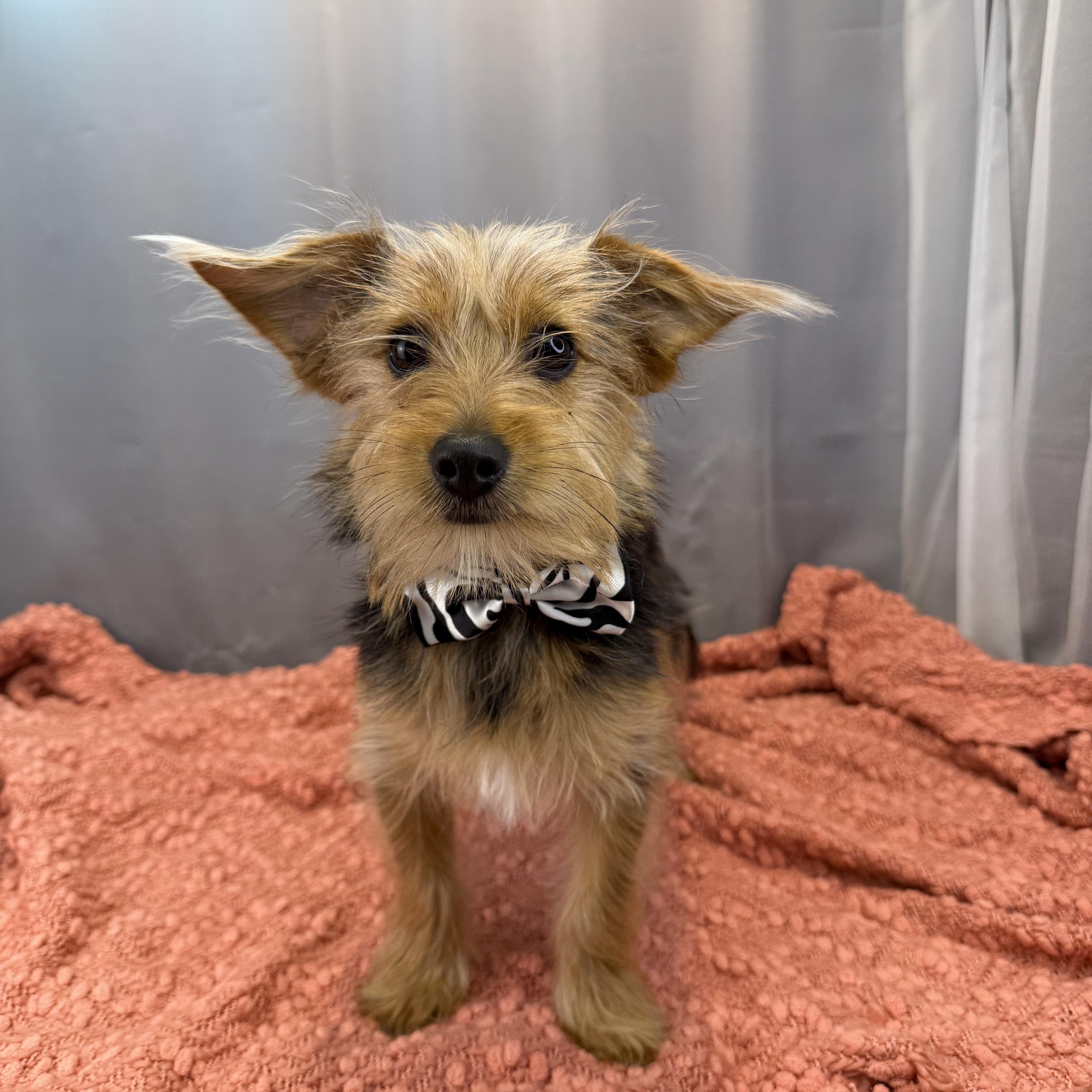 Enlarge Ned, a ADOPTABLE Yorkshire Terrier in Hartford, CT image 6/6