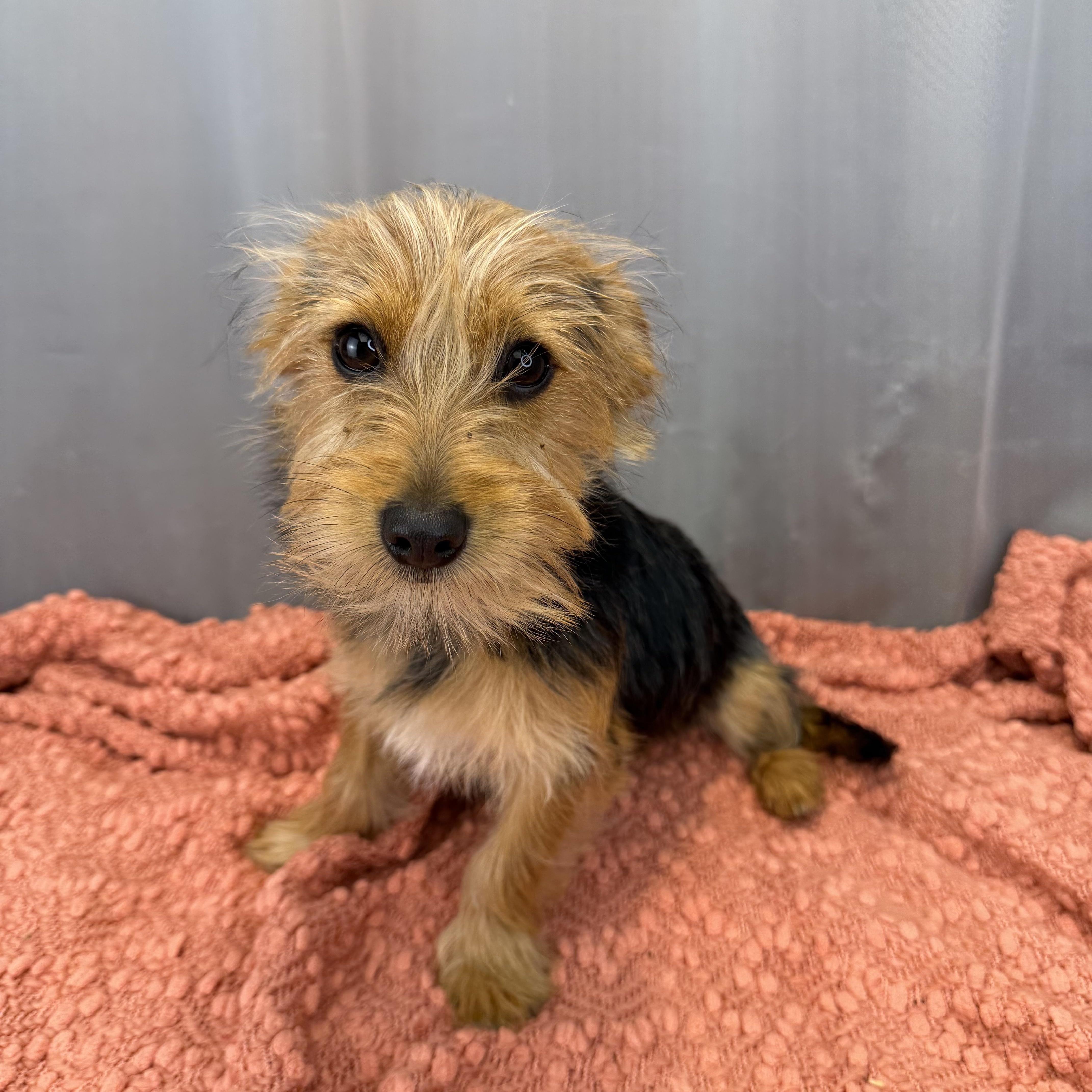 Enlarge Ned, a ADOPTABLE Yorkshire Terrier in Hartford, CT image 4/6