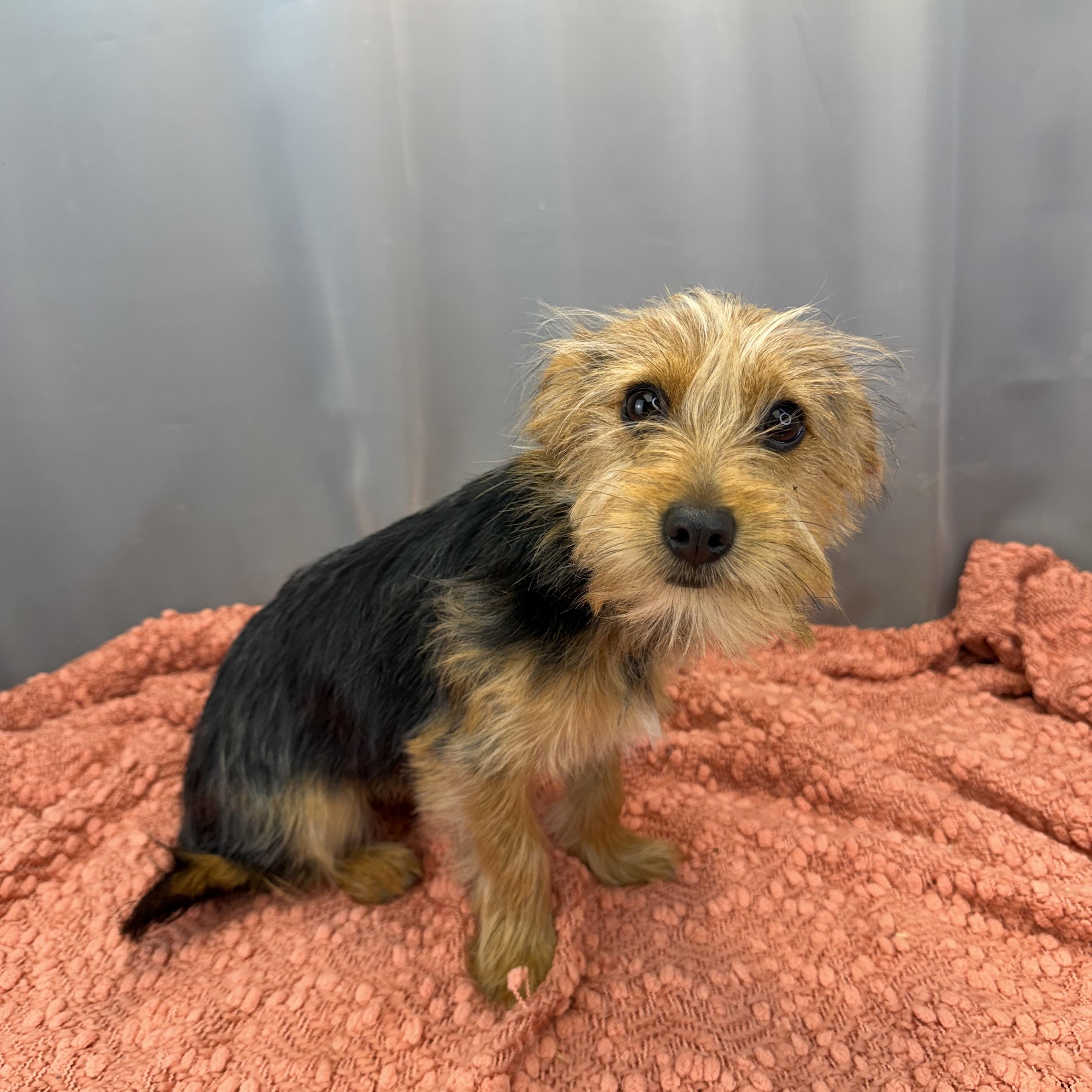 Enlarge Ned, a ADOPTABLE Yorkshire Terrier in Hartford, CT image 3/6