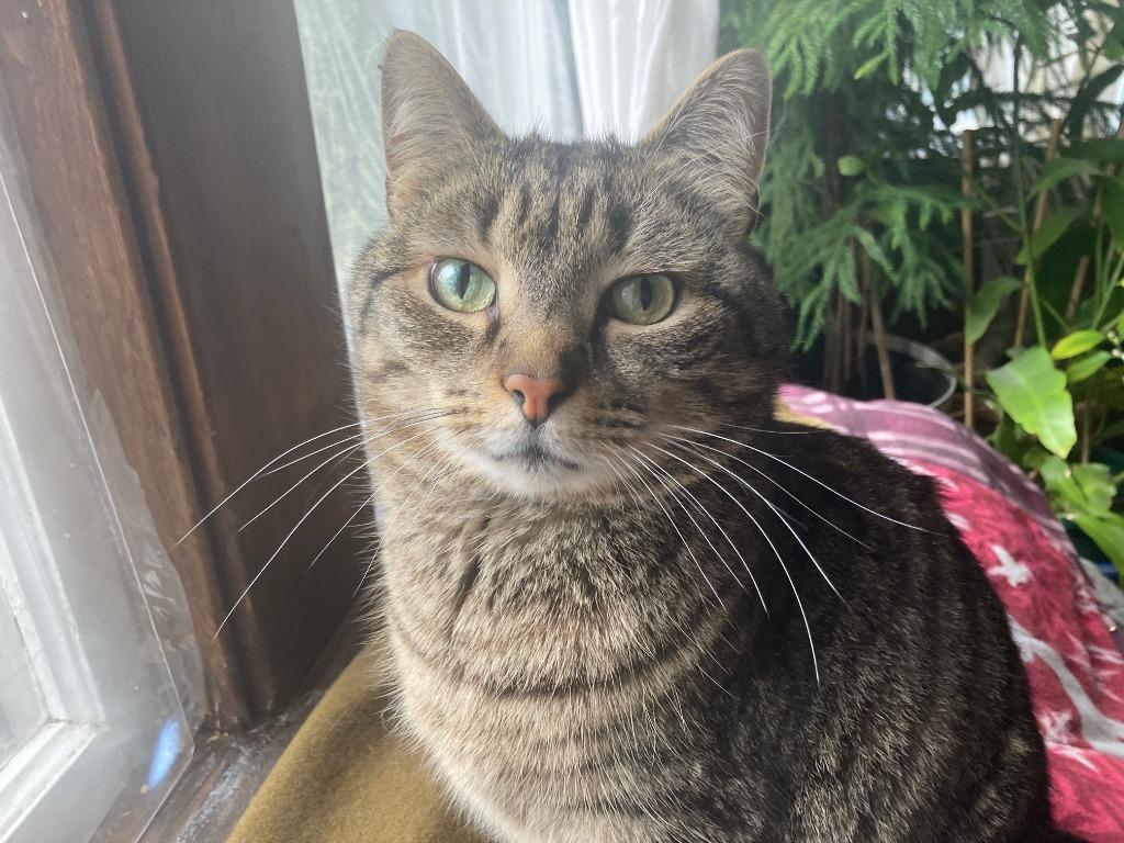 Qi, Adoptable, Senior Male Domestic Short Hair.