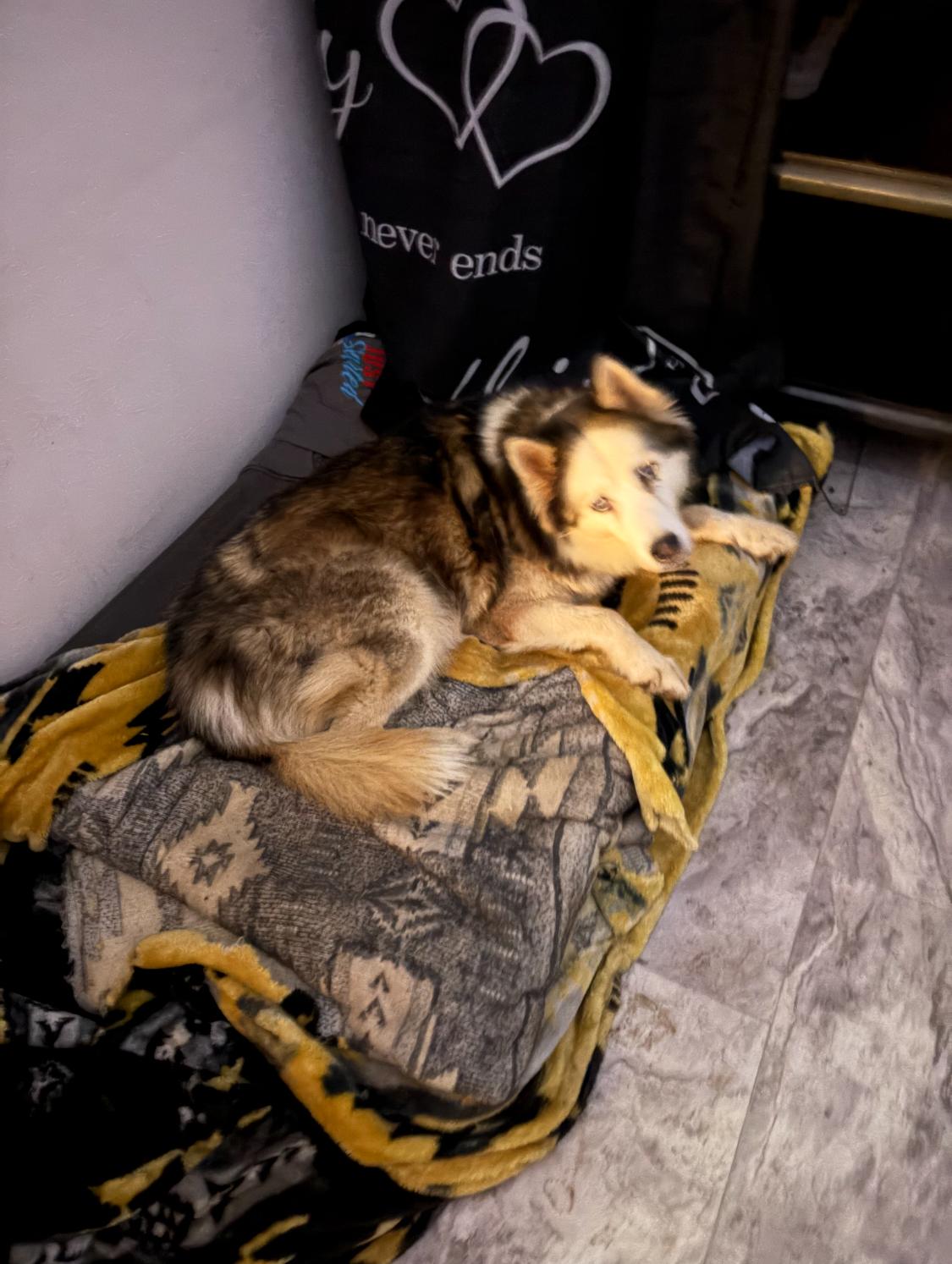 Moonflower, a ADOPTABLE Siberian Husky in Menifee, CA image 3/6