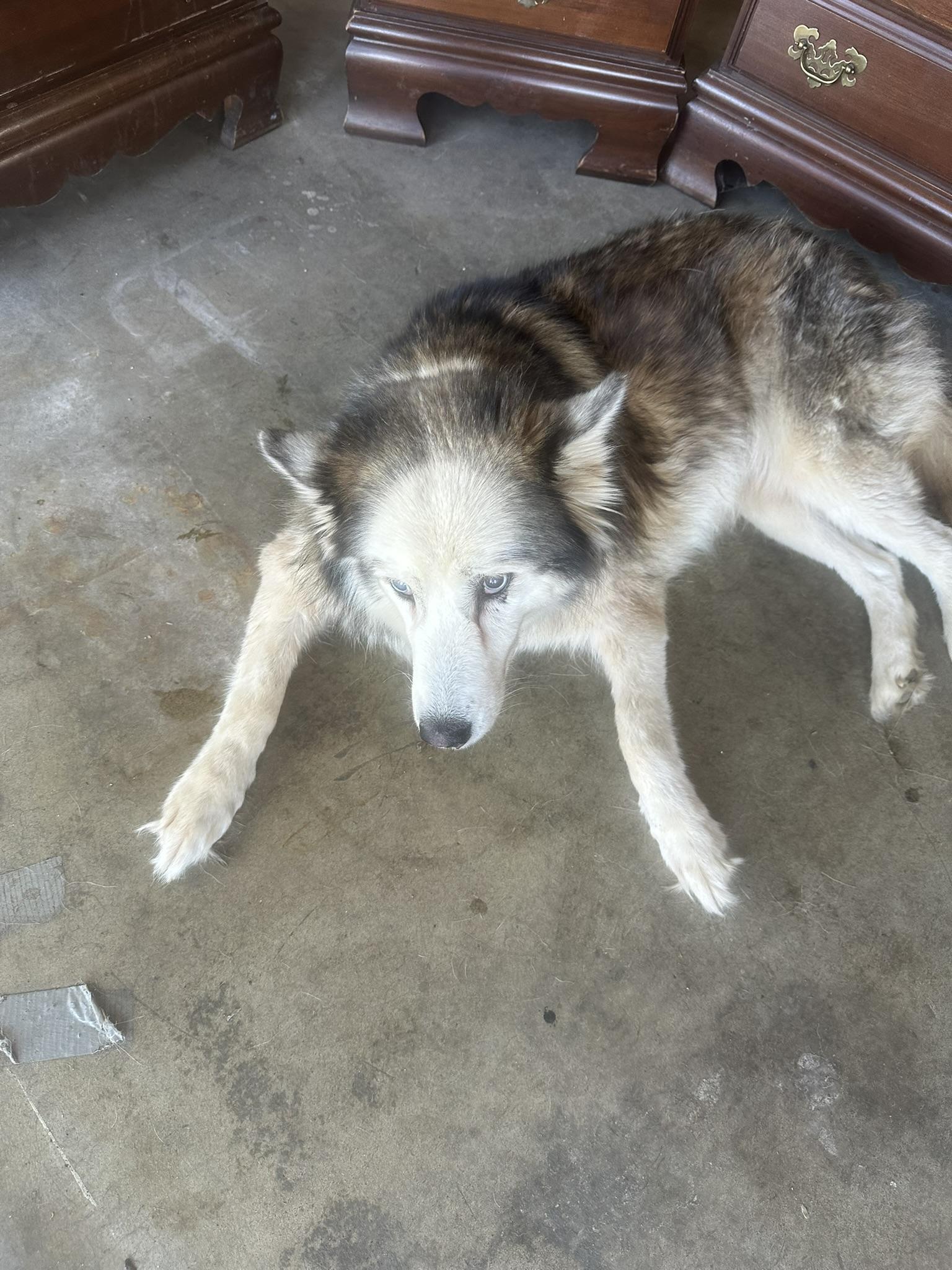 Moonflower, a ADOPTABLE Siberian Husky in Menifee, CA image 5/6