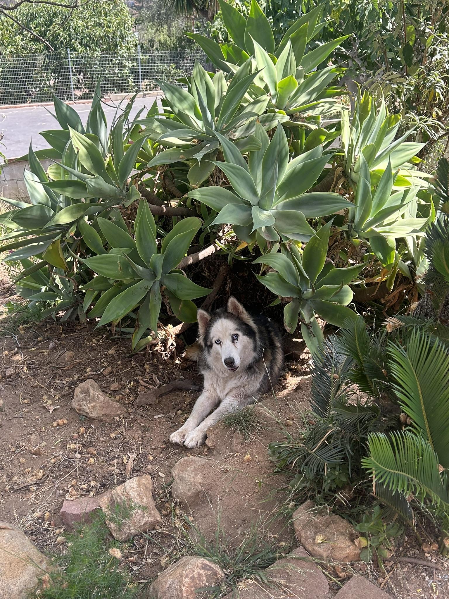 Moonflower, a ADOPTABLE Siberian Husky in Menifee, CA image 6/6