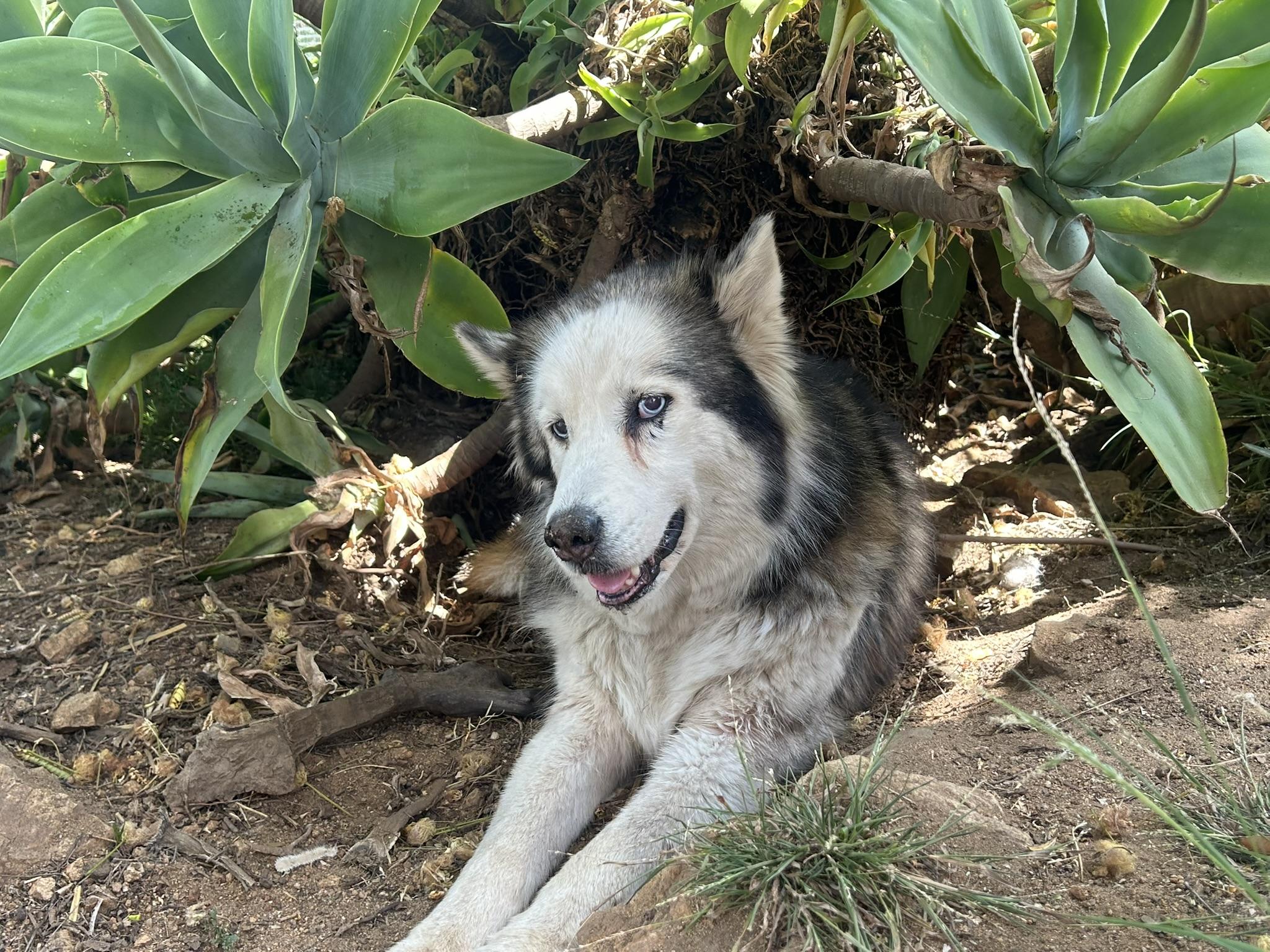 Moonflower, a ADOPTABLE Siberian Husky in Menifee, CA image 1/6