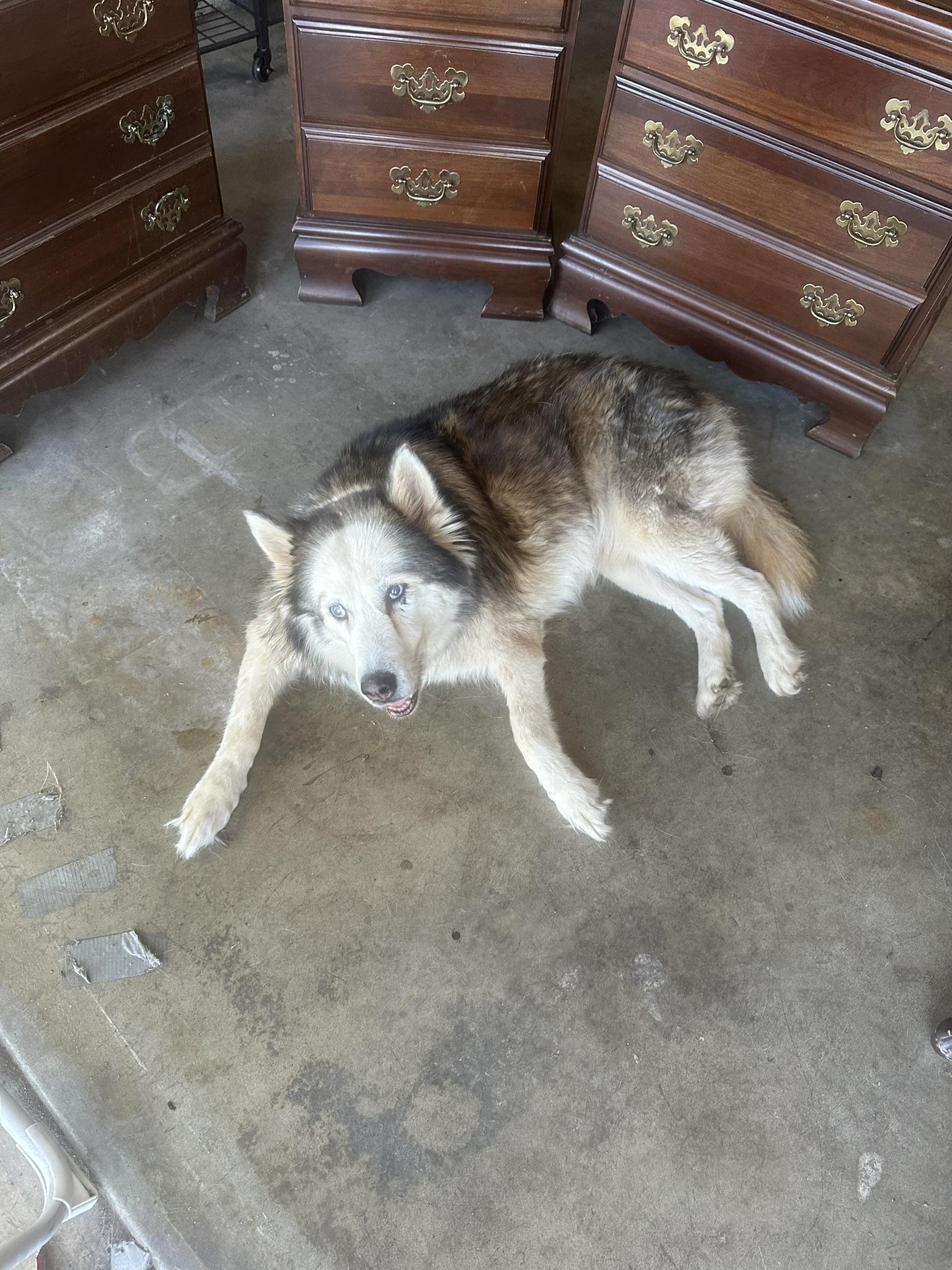 Moonflower, a ADOPTABLE Siberian Husky in Menifee, CA image 4/6