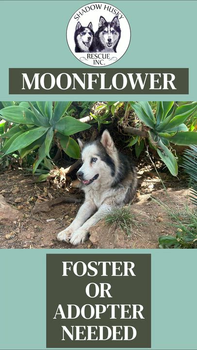 Enlarge Moonflower, a ADOPTABLE Siberian Husky in Menifee, CA video 2/6