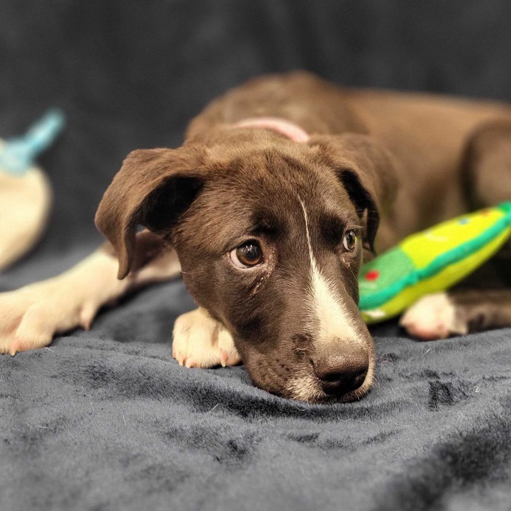 Enlarge Iracebeth, a Adoptable mixed breed in Beaumont, TX image 1/6