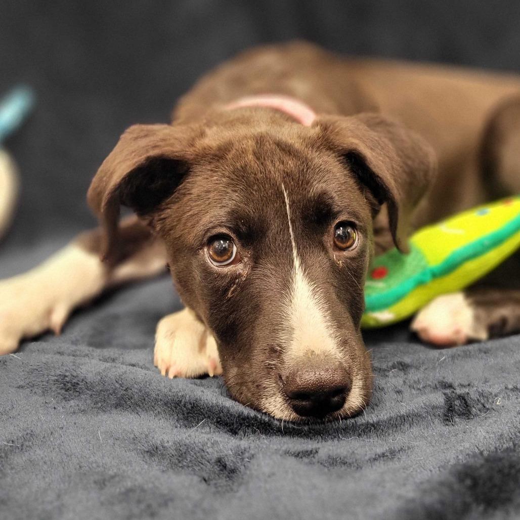 Enlarge Iracebeth, a Adoptable mixed breed in Beaumont, TX image 2/6