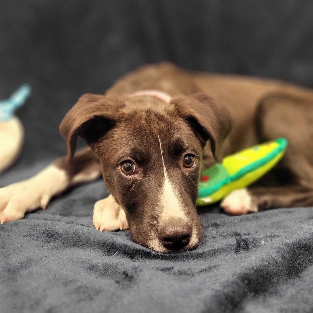 Enlarge Iracebeth, a Adoptable mixed breed in Beaumont, TX image 3/6