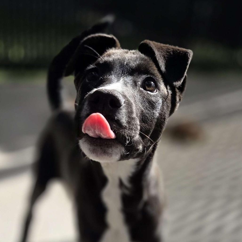 Enlarge Iracebeth, a Adoptable mixed breed in Beaumont, TX image 4/6