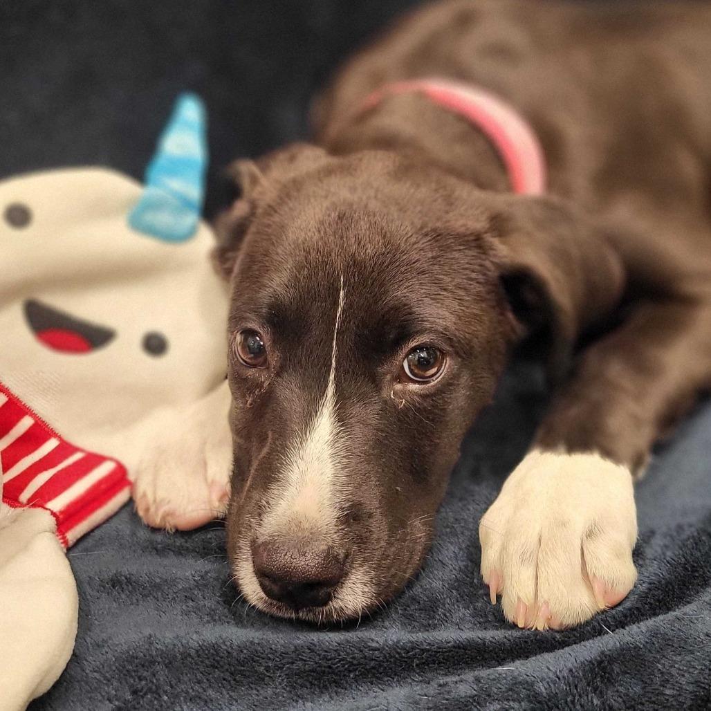 Enlarge Iracebeth, a Adoptable mixed breed in Beaumont, TX image 5/6