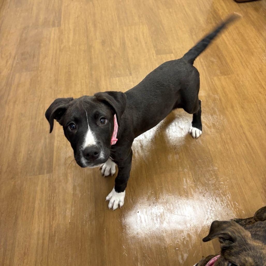 Enlarge Iracebeth, a Adoptable mixed breed in Beaumont, TX image 6/6