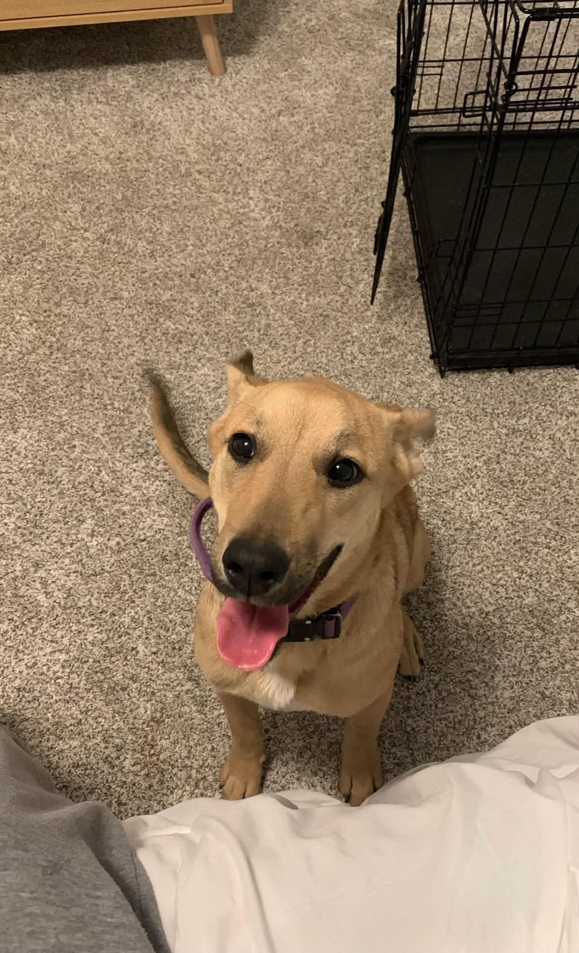 Enlarge Violet, an adopted Mixed Breed in Manhattan, KS image 2/6