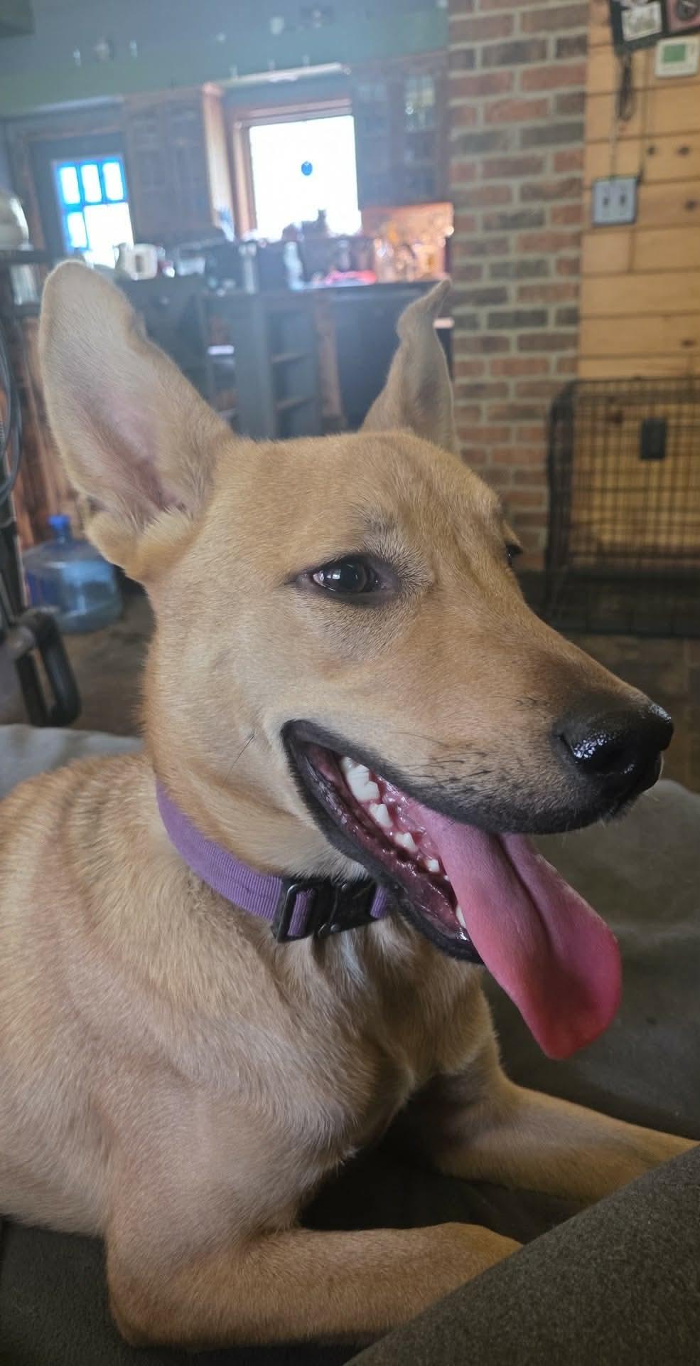 Enlarge Violet, an adopted Mixed Breed in Manhattan, KS image 4/6